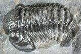 Detailed Gerastos Trilobite Fossil - Morocco #363961-2